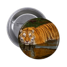 Beautiful Tiger Photo Tees, GIfts - Customize Button