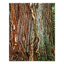 Beautiful Tree Bark Texture Photographic Print