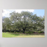 Beautiful Tree ( Poster )