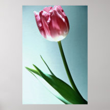 Beautiful Tulip flower Poster