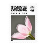 Beautiful Tulip Postage Stamp Beautiful Tulip Postage Stamp