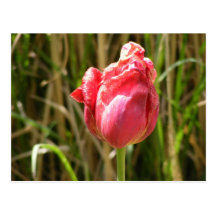 BEAUTIFUL TULIP POSTCARDS