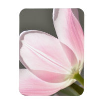 Beautiful Tulip premium magnets