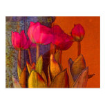 Beautiful Tulips postcards