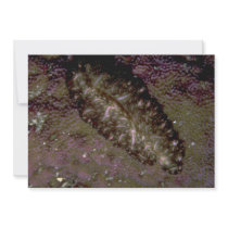 Beautiful Two-inch flatworm from the Fiji Islands Personalized Invite