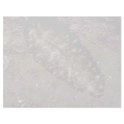 Beautiful Two-inch flatworm from the Fiji Islands Custom Letterhead by inspirelove
