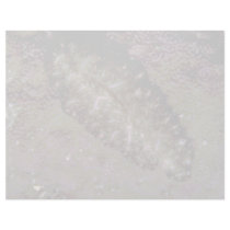 Beautiful Two-inch flatworm from the Fiji Islands Custom Letterhead