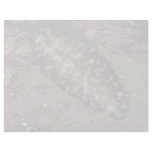 Beautiful Two-inch flatworm from the Fiji Islands Custom Letterhead