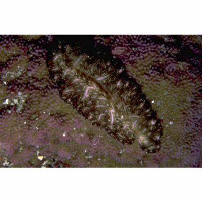 Beautiful Two-inch flatworm from the Fiji Islands Photo Cut Out by inspirelove