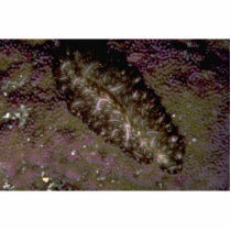 Beautiful Two-inch flatworm from the Fiji Islands Photo Cut Out
