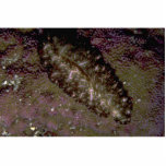 Beautiful Two-inch flatworm from the Fiji Islands Photo Cut Out