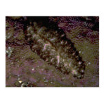 Beautiful Two-inch flatworm from the Fiji Islands Postcard