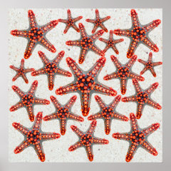 Beautiful Vibrant Red Starfish Sand Ocean Sealife Print