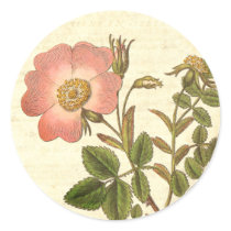 Beautiful Vintage Pink Rose Antique Botanical stickers