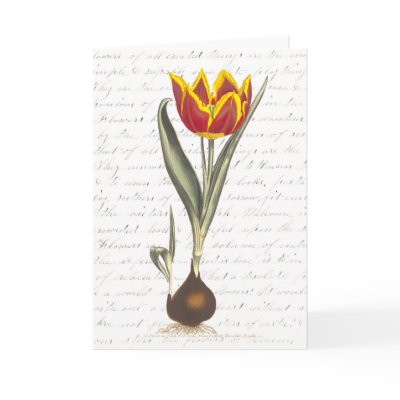 Beautiful Vintage Sympathy Card with Red Tulip by AntiqueImages