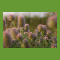 Beautiful weeds poster posters