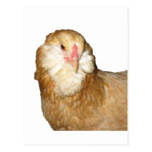 Beautiful Wheaten Ameraucana Chickens Post Cards