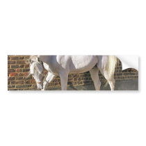 Beautiful White Arabian Horse Bumper Stickers