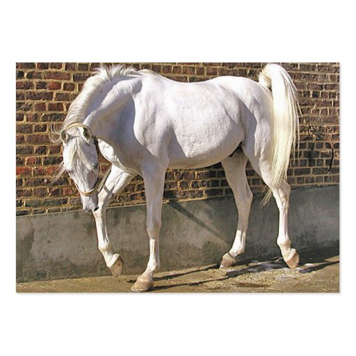 Beautiful White Arabian Horse Business Cards (back side)