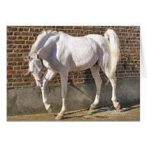 Beautiful White Arabian Horse Card