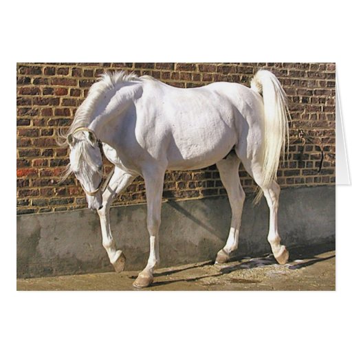Beautiful White Arabian Horse Card