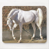 Beautiful White Arabian Horse Mouse Pads