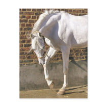 Beautiful White Arabian Horse Postcard