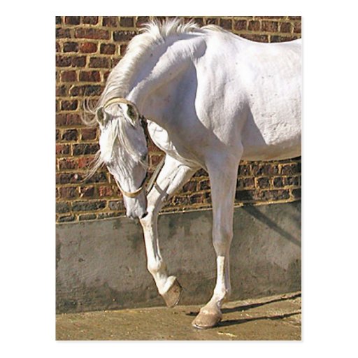 Beautiful White Arabian Horse Postcard