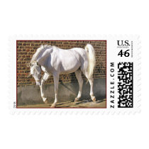 Beautiful White Arabian Horse Stamps