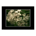 Beautiful White Butterfly Bush Poster! (with borde posters