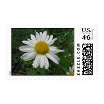 Beautiful White Daisie US Postage Stamps