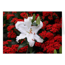 Beautiful white floral cards