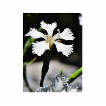 Beautiful White Flower photo sculptures by lifesphere Beautiful White Flower photo sculptures