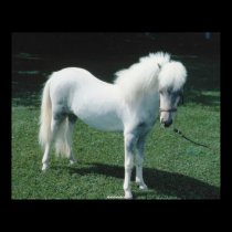 Beautiful white horse posters by MickeyElvis Beautiful white horse posters