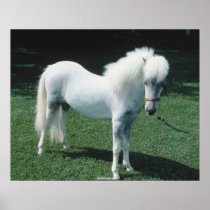 Beautiful white horse posters