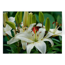 Beautiful  White Lilies in Bloom cards