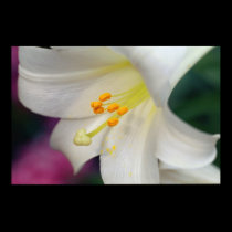 Beautiful White Lily posters