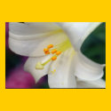 Beautiful White Lily posters by lakeerieartists Beautiful White Lily posters