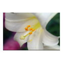 Beautiful White Lily posters