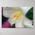 Beautiful White Lily posters