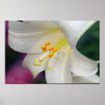 Beautiful White Lily Print