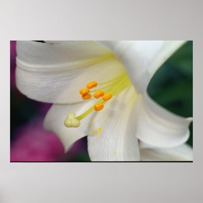Beautiful White Lily Print by lakeerieartists