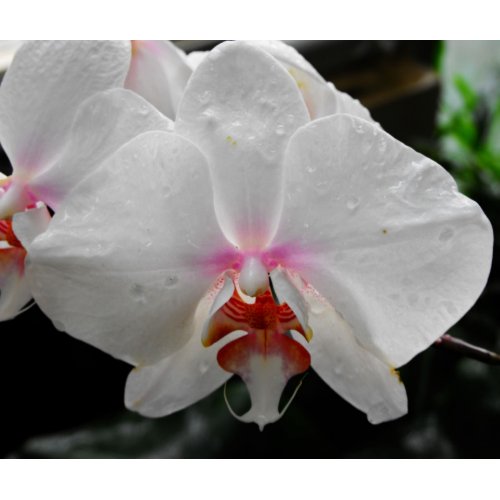 Beautiful White Orchid zazzle_mousepad