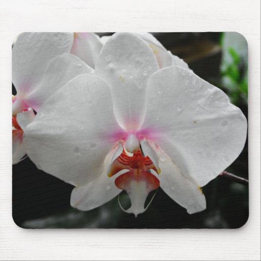Beautiful White Orchid Mousepad