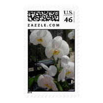 Beautiful White Orchids postage