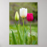Beautiful white pink spring tulips photo poster