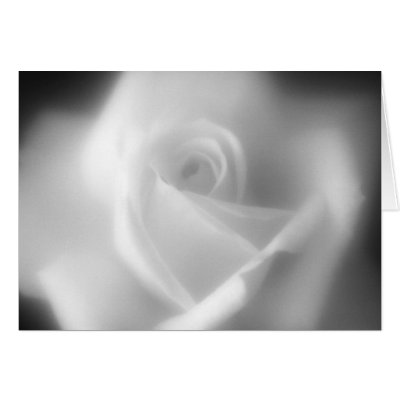 Beautiful White Rose Card by decoratingrosie6