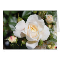 beautiful white rose flower. love and romance card