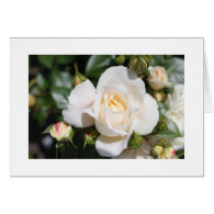 beautiful white rose flower. love and romance card