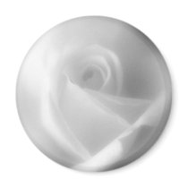 Beautiful White Rose Magnet
